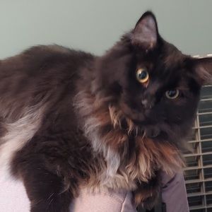 Meet your Posher, Angie